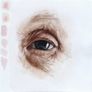 Study of an eye no. 1  · Acuarela transparente · 8" x 8", 20 x 20 cms